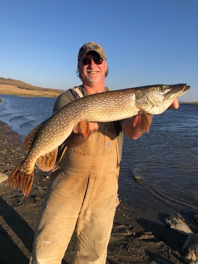 Grand brochet