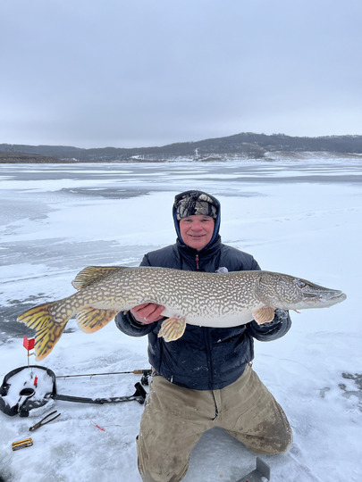 Grand brochet