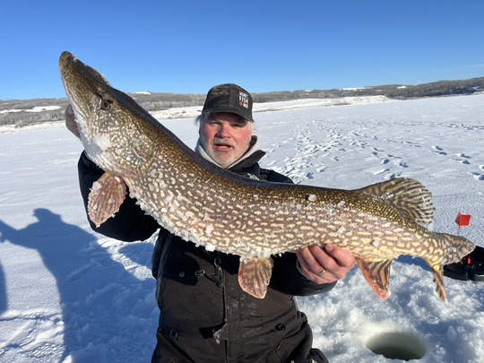 Grand brochet