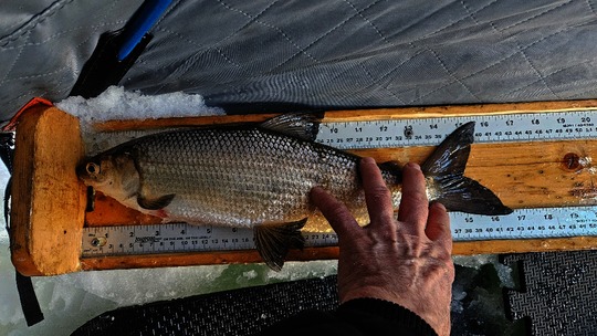 Barbue de rivière