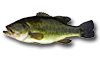 Achigan à grande bouche