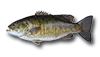 Achigan à petite bouche